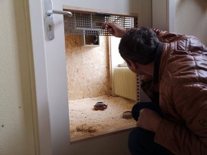 Tierliebes Pirmasens – Ein neues Taubenhotel und ein Spendenprojekt für die Stadttaubenhilfe