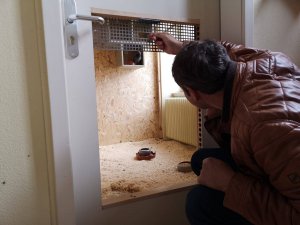 Tierliebes Pirmasens â€“ Ein neues Taubenhotel und ein Spendenprojekt für die Stadttaubenhilfe