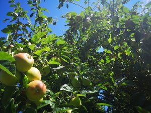 Pirmasens zum Essen gern: Mittlerweile ein fester Bestandteil des nachhaltigen Konzepts der Stadt Pi