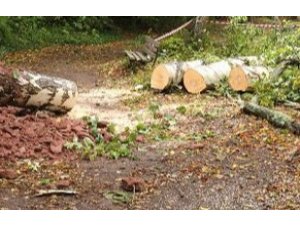 Orkantief â€žSabineâ€œ: Waldfriedhof bleibt weitere Woche gesperrt