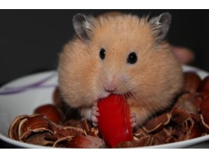 Auf â€žHamsterkäufeâ€œ folgen â€žHamsterämterläufeâ€œ â€“ Städtische Ã„mter werden überrannt