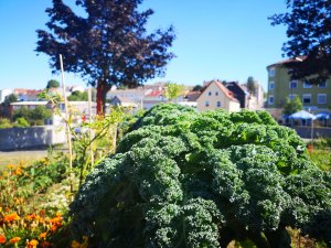 Pirmasens zum Essen gern: Mittlerweile ein fester Bestandteil des nachhaltigen Konzepts der Stadt Pi