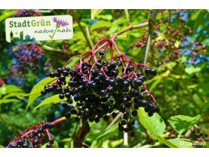 Schon gewusst, dass Holunderbeeren nicht nur lecker, sondern auch wahre Kraftpakete für unsere Gesu