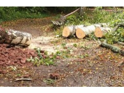 Orkantief â€žSabineâ€œ: Waldfriedhof bleibt weitere Woche gesperrt