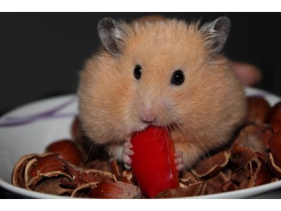 Auf â€žHamsterkäufeâ€œ folgen â€žHamsterämterläufeâ€œ â€“ Städtische Ã„mter werden überrannt