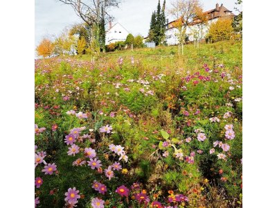 Pirmasens blüht auf – die Stadt als natürliches Paradies für Pflanzen, Tiere und Menschen 