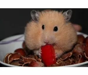 Auf â€žHamsterkäufeâ€œ folgen â€žHamsterämterläufeâ€œ â€“ Städtische Ã„mter werd...