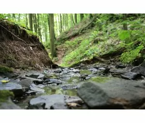15. Pfälzerwald-Marathon - findet vom 11. bis 13. September 2020 in Pirmasens st...